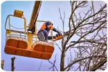 Empresa tala y poda árboles en altura Valencia y provincia