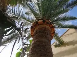 TALA Y PODA EN ALTURA DE ÁRBOLES Valencia 